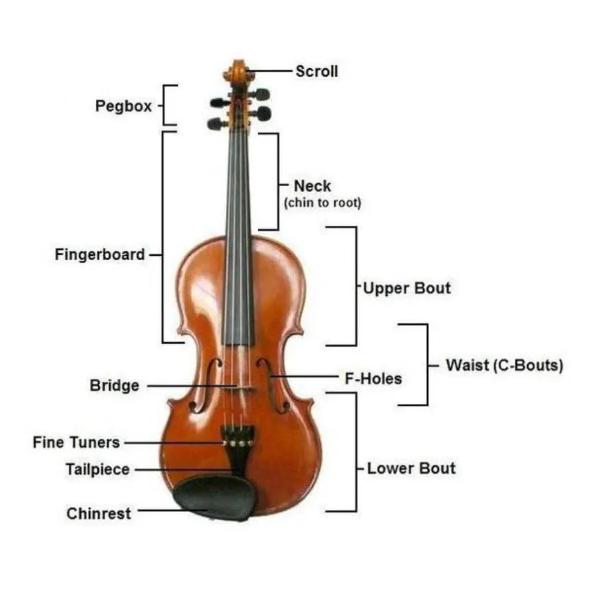 3. A violin with labeled parts, focusing on the strings, bridge, and pegs in the Supplies You’ll Need section parts of a violin
